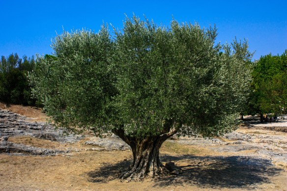 olive tree.jpg